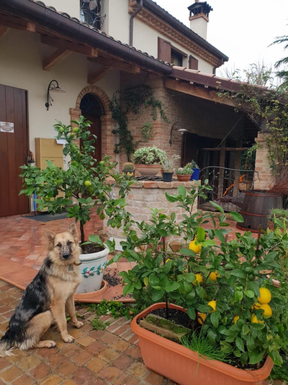 Ca' Dei Gelsi B & B Coriano Dış mekan fotoğraf