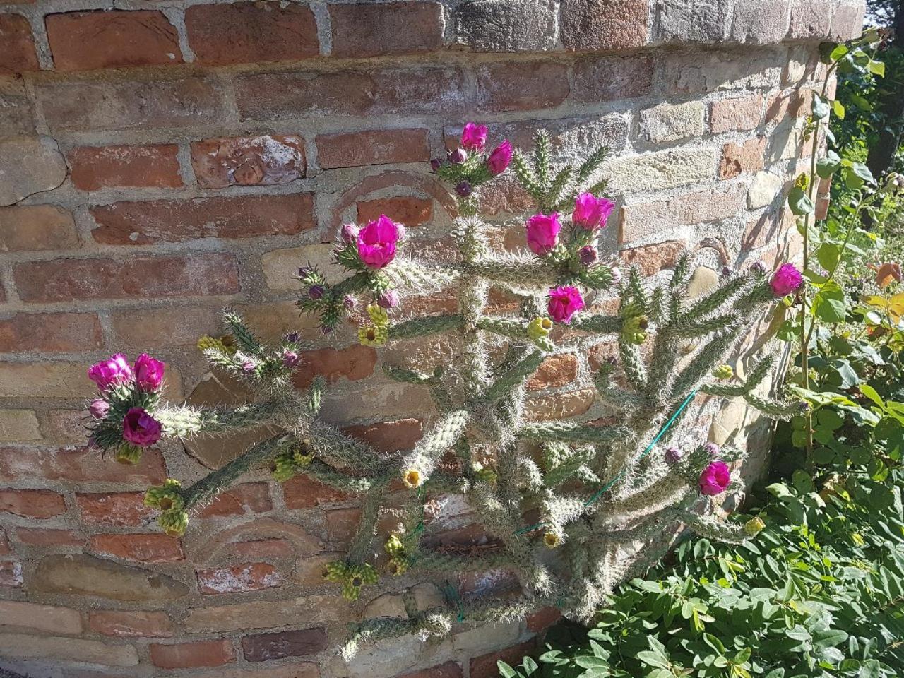 Ca' Dei Gelsi B & B Coriano Dış mekan fotoğraf
